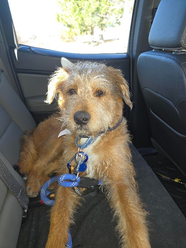 Picture of the Animal Listed